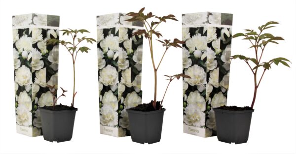 Pioenroos - Set van 3 - Paeonia'Duchesse Nemours'- Hoogte 0-40cm -⌀9cm