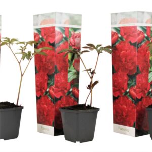 Pioenroos - Set van 3 - Paeonia officinalis'Rubra Plena'- Hoogte 0-40cm -⌀9cm