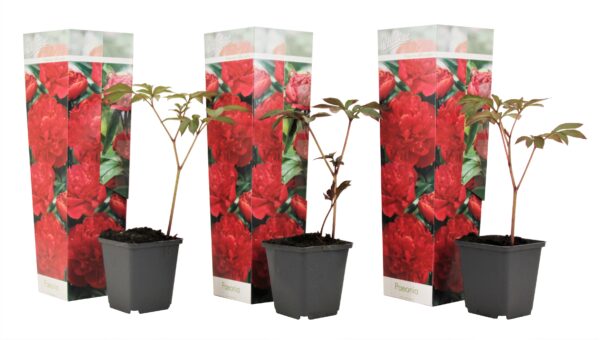 Pioenroos - Set van 3 - Paeonia officinalis'Rubra Plena'- Hoogte 0-40cm -⌀9cm