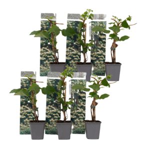 Hortensia - Set van 6 - Hydrangea anomale petiolaris - Hoogte 25-40cm -⌀9cm
