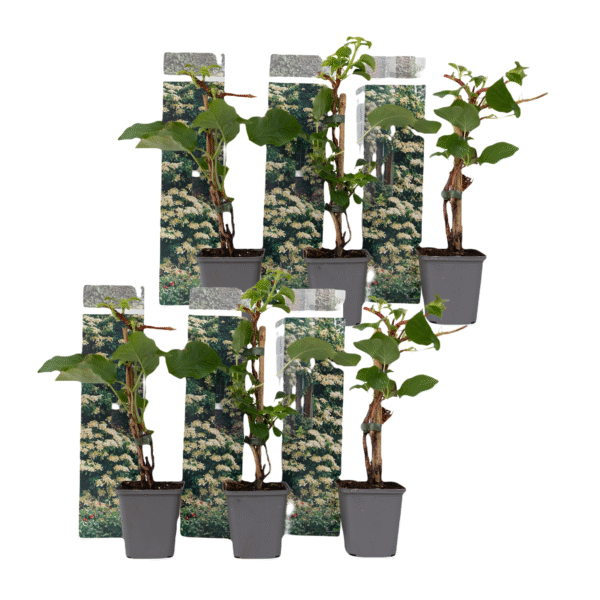 Hortensia - Set van 6 - Hydrangea anomale petiolaris - Hoogte 25-40cm -⌀9cm