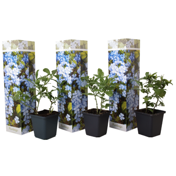 Mannentrouw - Set van 3 - Plumbago auriculata - Hoogte 25-40cm -⌀9cm
