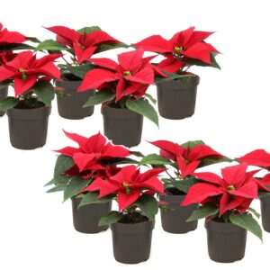 Kerstster - Set van 10 - Euphorbia pulcherrima - Hoogte 5 - 10cm -⌀7cm