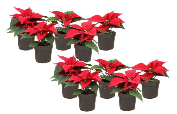 Kerstster - Set van 10 - Euphorbia pulcherrima - Hoogte 5 - 10cm -⌀7cm