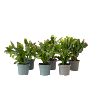 Kerstcactussen - Set van 6 - Schlumbergera'Tricolor'- Hoogte 15-25cm -⌀9cm