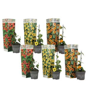 Tropische klimplant - Set van 6 - Thunbergia alata - Hoogte 25-40cm -⌀9cm
