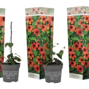 Thunbergia alata - Set van 3 - Arizona Red - Hoogte 25-40cm -⌀9cm