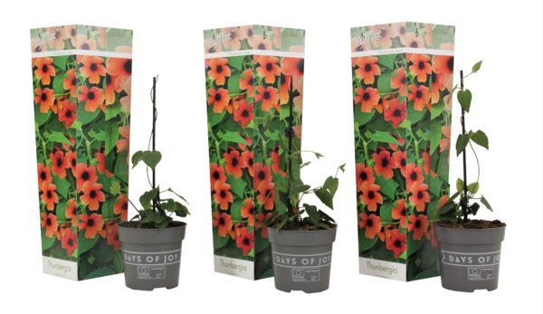 Thunbergia alata - Set van 3 - Arizona Red - Hoogte 25-40cm -⌀9cm
