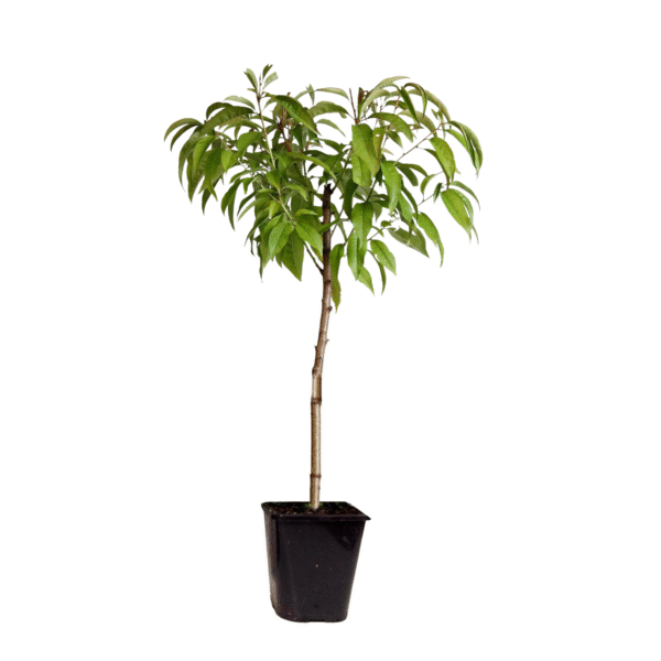 Dwergperzik - Prunus persica'Saturne'- Hoogte 60-70cm -⌀15cm