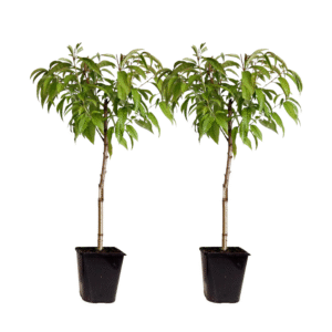 Dwergperzik - Set van 2 - Prunus persica'Saturne'- Hoogte 60-70cm -⌀15cm