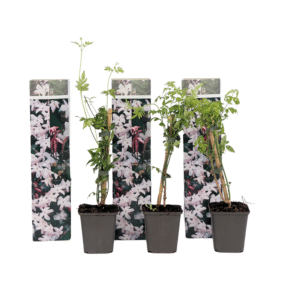 Jasmijn - Set van 3 - Jasminum'Officinale'- Hoogte 25-40cm -⌀9cm