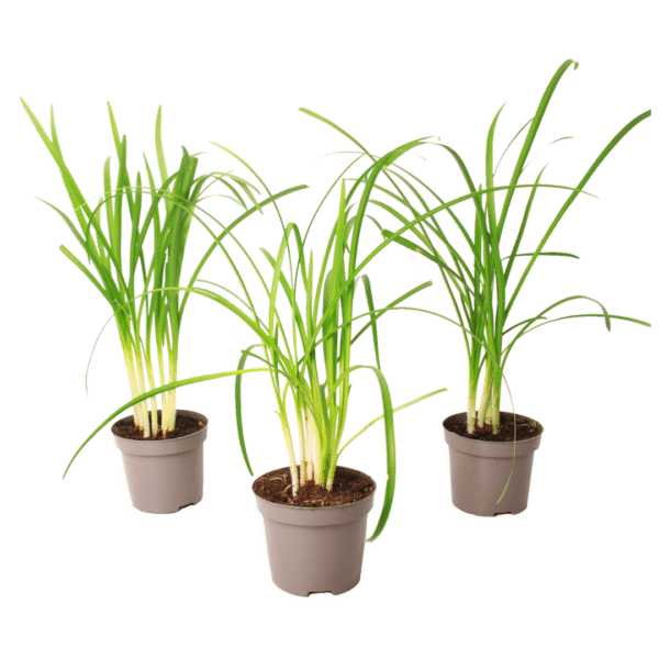 Kaapse knoflook - Set van 3 - Tulbaghia violacea - Hoogte 15-25cm -⌀9cm