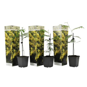 Zilveracacia - Set van 3 - Mimosa dealbata - Hoogte 25-40cm -⌀9cm