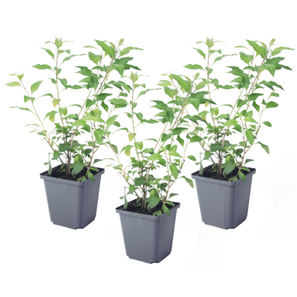 Nachtschade - Set van 3 - Lycianthes rantonnetii - Hoogte 25-40cm -⌀9cm