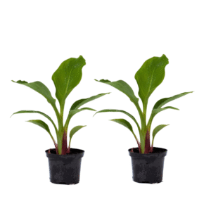 Gouden lotusbanaan - Set van 2 - Musella lasiocarpa - Hoogte 25-40cm -⌀9cm