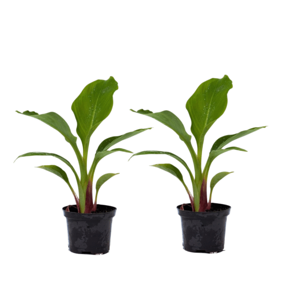 Gouden lotusbanaan - Set van 2 - Musella lasiocarpa - Hoogte 25-40cm -⌀9cm