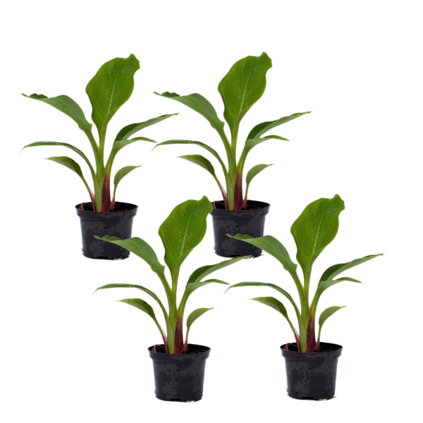 Gouden lotusbanaan - Set van 4 - Musella lasiocarpa - Hoogte 25-40cm -⌀9cm