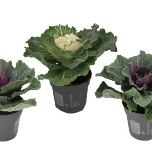 Sierkool - Set van 3 - Brassica oleracea - Hoogte 10-20cm -⌀10,5cm