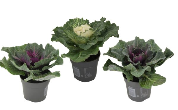 Sierkool - Set van 3 - Brassica oleracea - Hoogte 10-20cm -⌀10,5cm