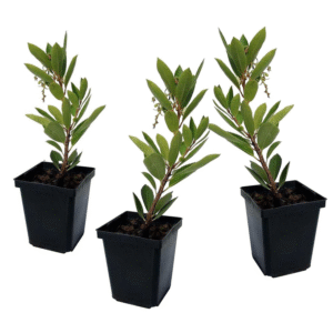 Aardbeienplant - Set van 3 - Arbutus'Unedo'- Hoogte 25-40cm -⌀9cm