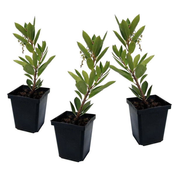 Aardbeienplant - Set van 3 - Arbutus'Unedo'- Hoogte 25-40cm -⌀9cm