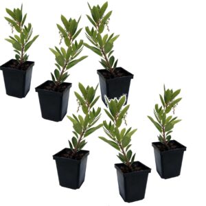 Aardbeienplant - Set van 6 - Arbutus'Unedo'- Hoogte 25-40cm -⌀9cm