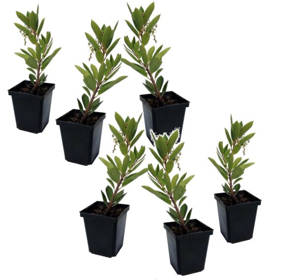 Aardbeienplant - Set van 6 - Arbutus'Unedo'- Hoogte 25-40cm -⌀9cm