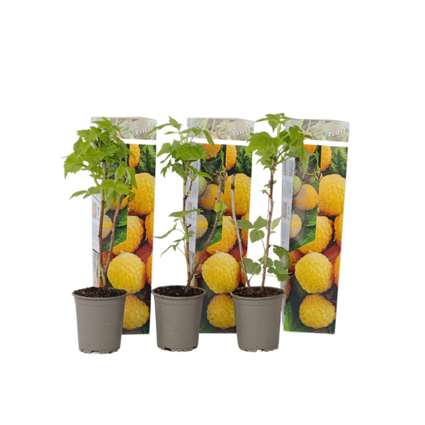 Frambozenplant - Set van 3 - Rubus idaeus'Fallgold'- Hoogte 25-40cm -⌀9cm