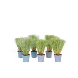 Zegge - Set van 6 - Carex'Amazon Mist'- Hoogte 15-25cm -⌀10,5cm