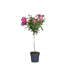 Stamroos - Rosa palace'Topkapi'- Hoogte 80-100cm -⌀19cm
