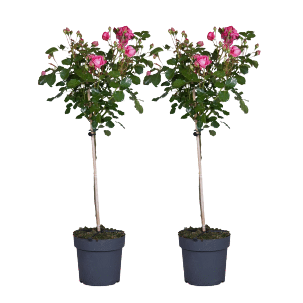 Stamroos - Set van 2 - Rosa palace'Topkapi'- Hoogte 80-100cm -⌀19cm