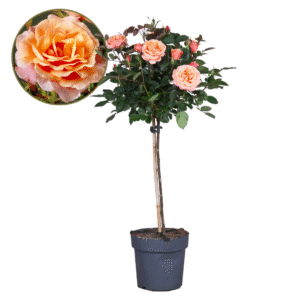 Stamroos - Rosa palace'Catherine'- Hoogte 80-100cm -⌀19cm