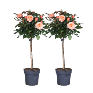 Stamroos - Set van 2 - Rosa palace'Chaterine'- Hoogte 80-100cm -⌀19cm