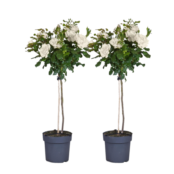 Stamroos - Set van 2 - Rosa palace‘Kailani'- Hoogte 80-100cm -⌀19cm