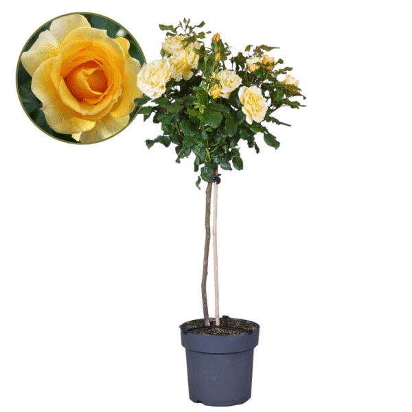 Stamroos - Rosa palace‘Mysore’ - Hoogte 80-100cm - ⌀19cm