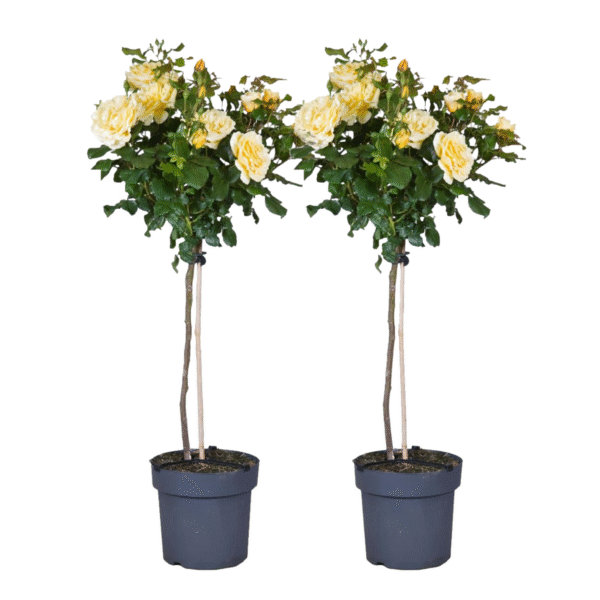 Stamroos - Set van 2 - Rosa palace‘Mysore’ - Hoogte 80-100cm - ⌀19cm