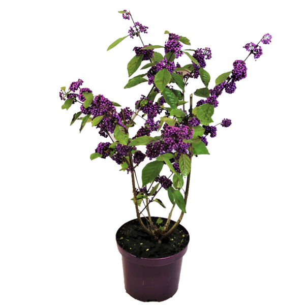 Schoonvrucht - Callicarpa bodinieri'Profusion'- Hoogte 50-60cm -⌀19cm