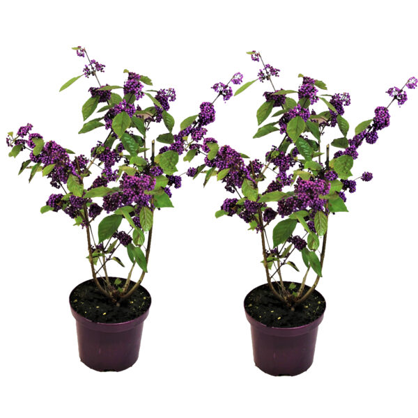 Schoonvrucht - Set van 2 - Callicarpa'Profusion'- Hoogte 50-60cm -⌀19cm