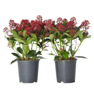 Skimmia - Set van 2 - Skimmia japonica'Rubella'- Hoogte 35-45cm -⌀15cm