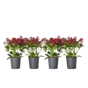 Skimmia - Set van 4 - Skimmia japonica'Rubella'- Hoogte 35-45cm -⌀15cm
