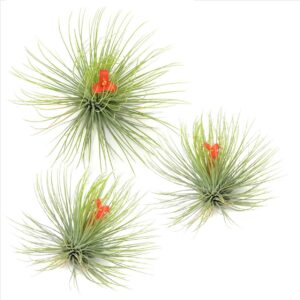 Luchtplantjes - Set van 3 - Tillandsia'Andreana'- Hoogte 5-15cm -⌀5cm