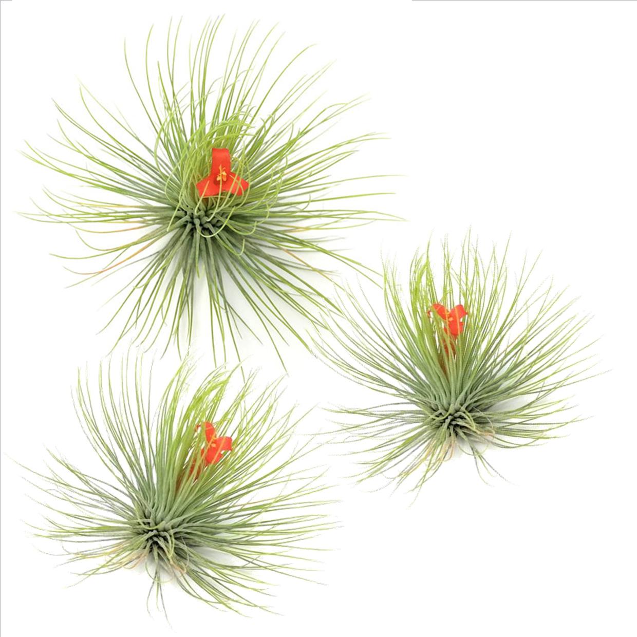 Luchtplantjes - Set van 3 - Tillandsia'Andreana'- Hoogte 5-15cm -⌀5cm 1 Luchtplantjes - Set van 3 - Tillandsia'Andreana'- Hoogte 5-15cm -⌀5cm