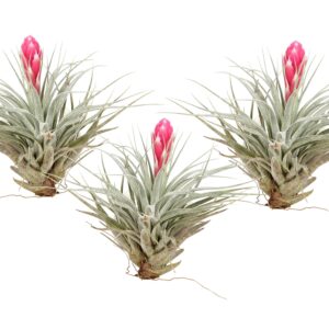 Luchtplantjes - Set van 3 - Tillandsia'Cotton Candy'- Hoogte 5-15cm -⌀5cm