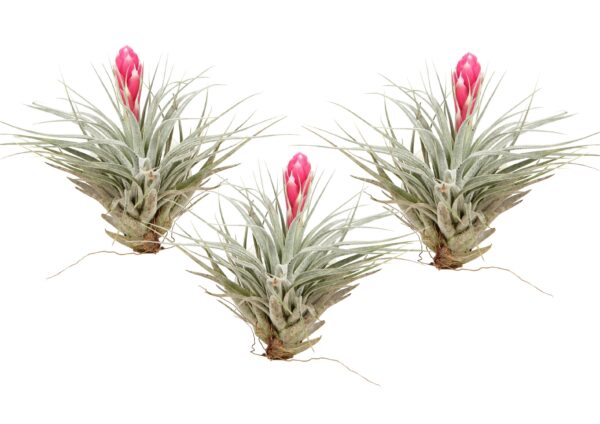 Luchtplantjes - Set van 3 - Tillandsia'Cotton Candy'- Hoogte 5-15cm -⌀5cm