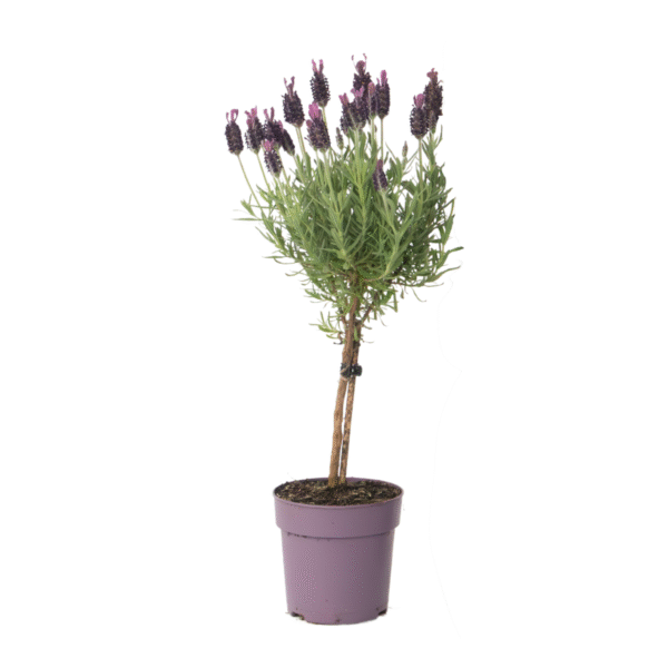 Lavendel - Lavandula stoechas'Anouk'- Hoogte 30-40cm -⌀12cm