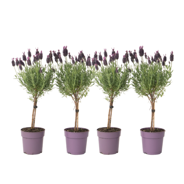 Lavendelboom - Set van 4 - Lavandula stoechas'Anouk'- Hoogte 30-40cm -⌀12cm