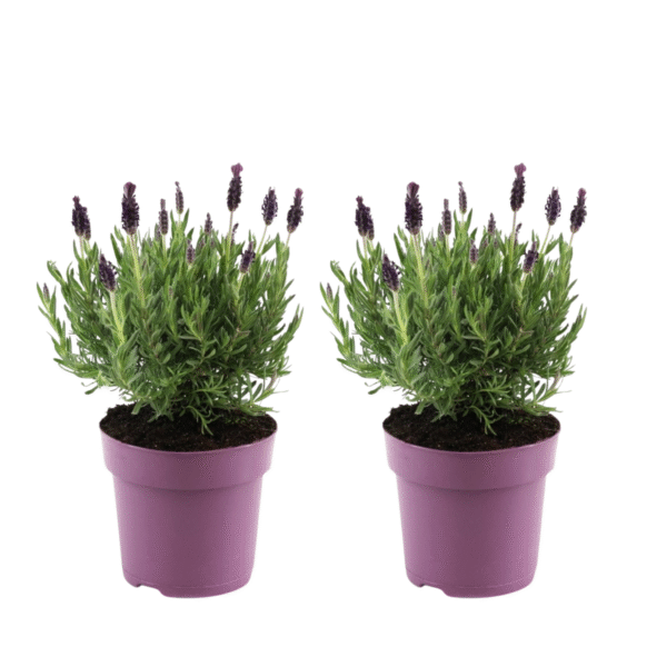Lavendelstruik - Set van 2 - Lavandula stoechas'Anouk'- Hoogte 25-35cm -⌀15cm