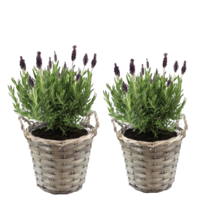 Lavendelstruik - Set van 2 - Lavandula stoechas'Anouk'- Hoogte 25-35cm -⌀15cm