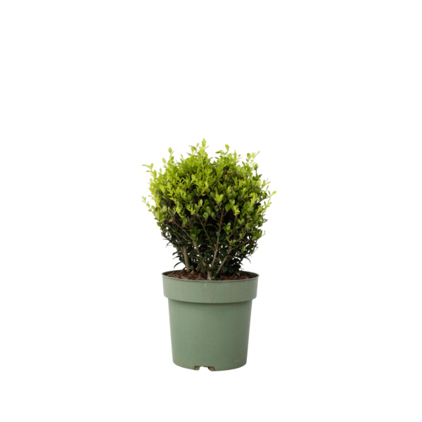 Japanse hulst - Ilex crenata'Jenny'- Hoogte 30-40cm -⌀17cm