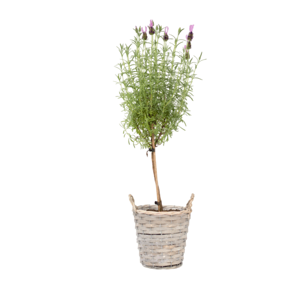 Lavendelboom - Lavandula stoechas'Anouk'- Hoogte 45-55cm -⌀15cm
